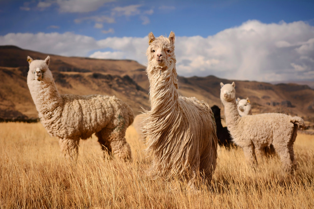 Long-hair-llamas_shutterstock_357551144.jpg